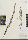 Foto von Salix planifolia Pursh